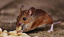 24 Hour & Emergency Exterminators in Rauchtown, PA